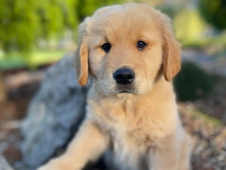 Willow Park Breeders Purebred Golden Retrievers