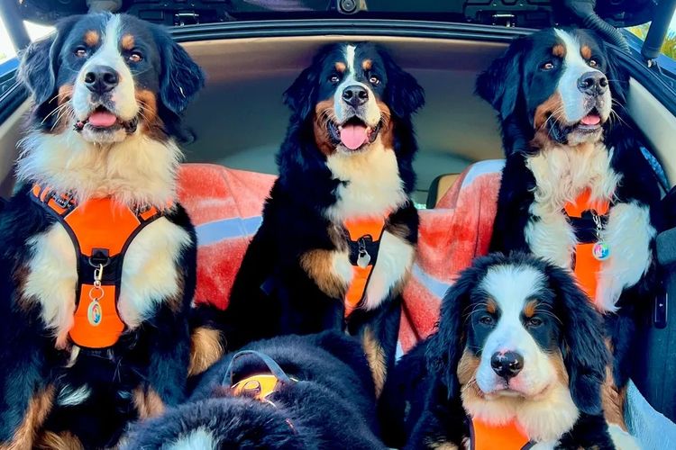 ToDaMoon Bernese
