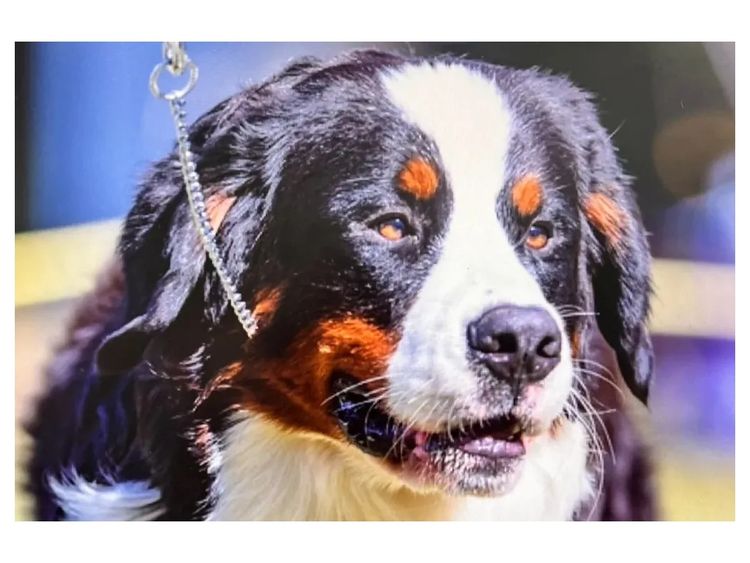 ToDaMoon Bernese