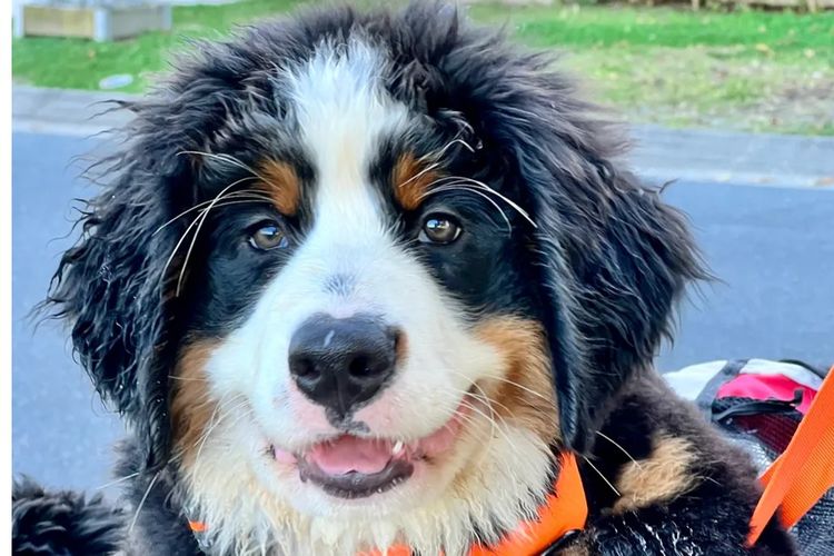 ToDaMoon Bernese