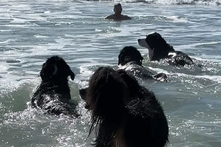 ToDaMoon Bernese