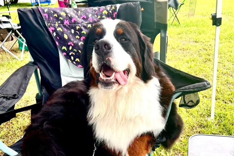 ToDaMoon Bernese