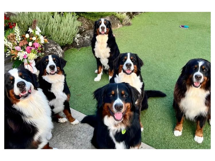 ToDaMoon Bernese