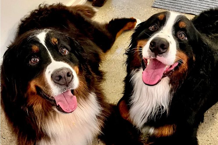 ToDaMoon Bernese