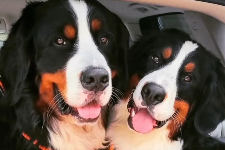 ToDaMoon Bernese