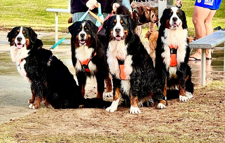 ToDaMoon Bernese