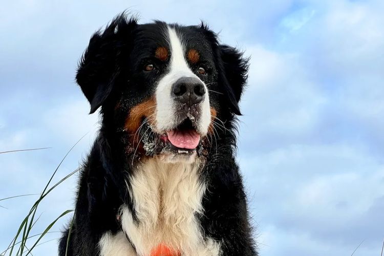 ToDaMoon Bernese