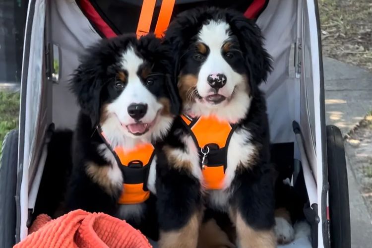 ToDaMoon Bernese