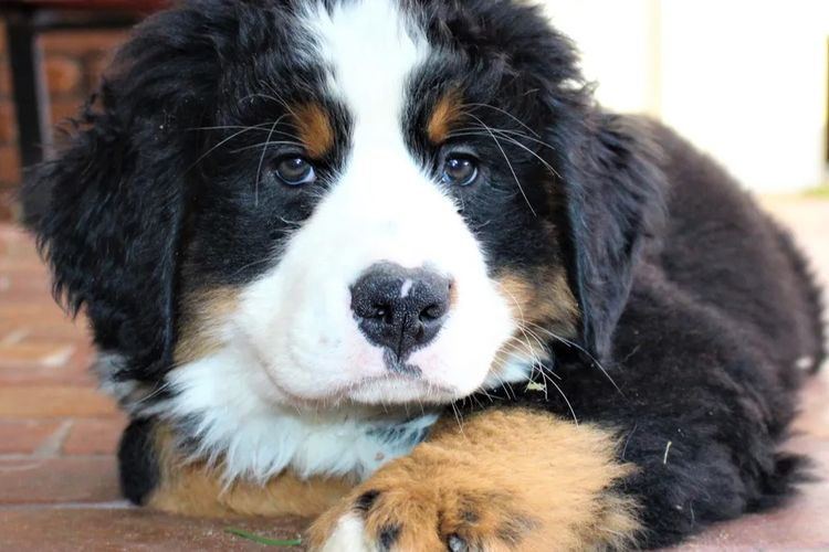 ToDaMoon Bernese