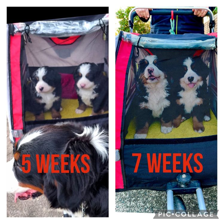 ToDaMoon Bernese