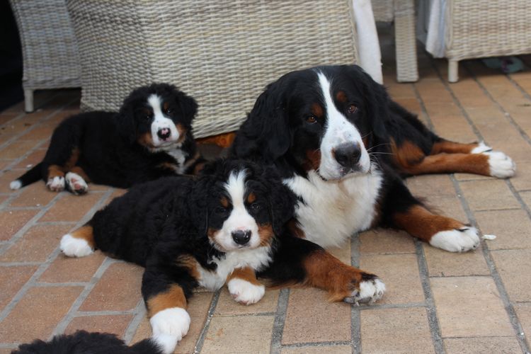ToDaMoon Bernese