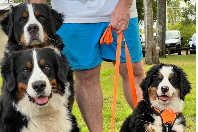 ToDaMoon Bernese