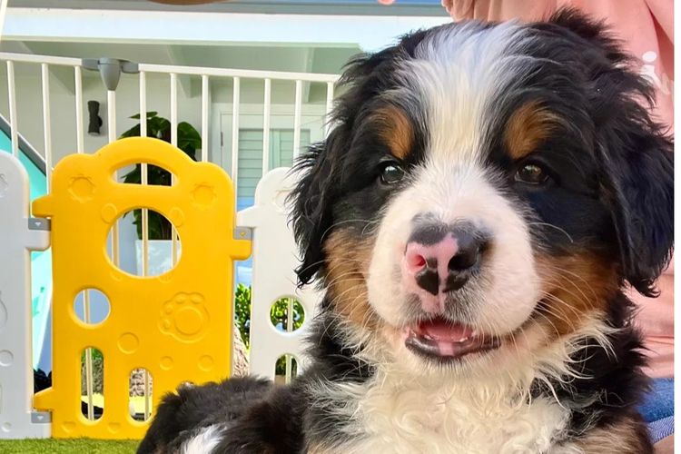 ToDaMoon Bernese
