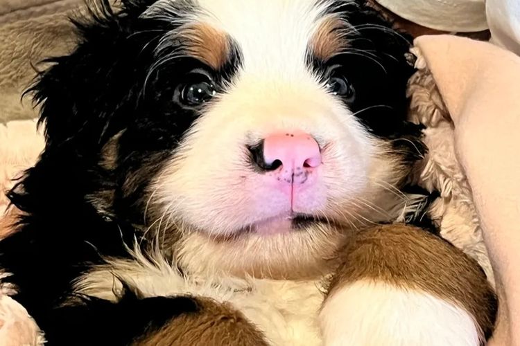 ToDaMoon Bernese
