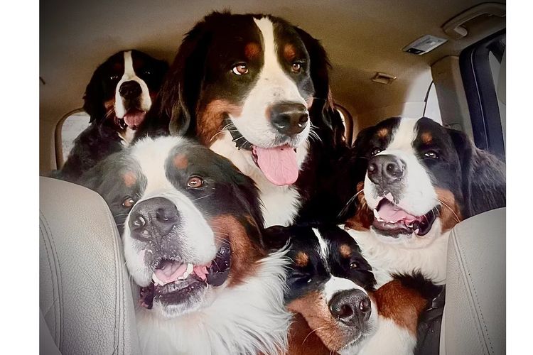 ToDaMoon Bernese
