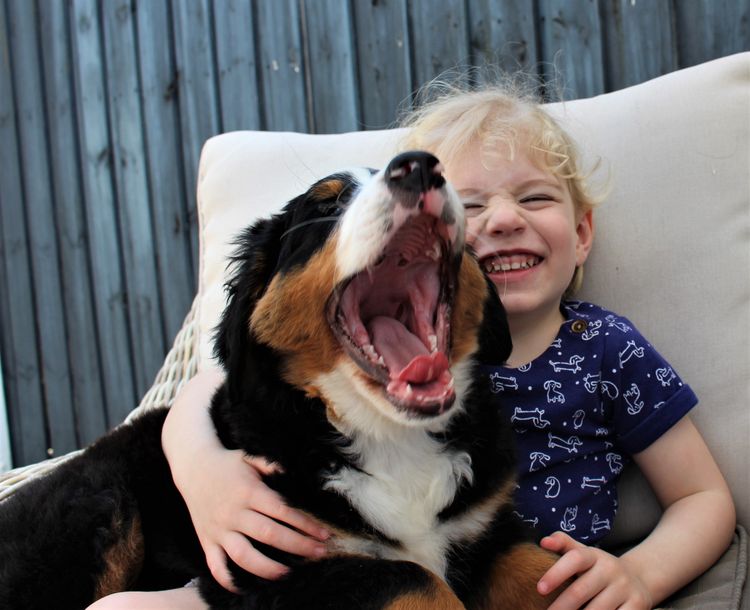 ToDaMoon Bernese