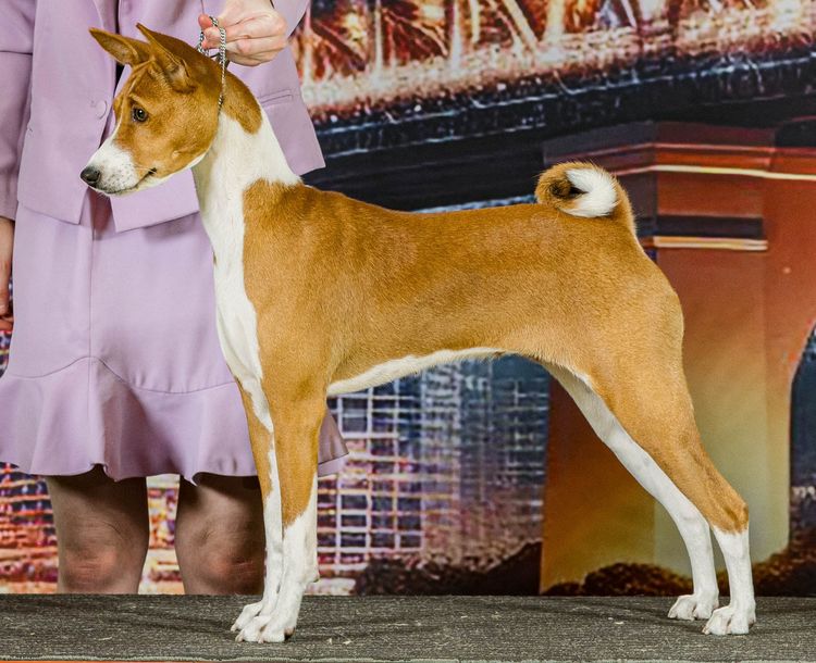 Glendawn Basenjis