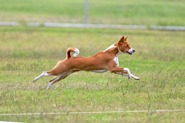 Glendawn Basenjis