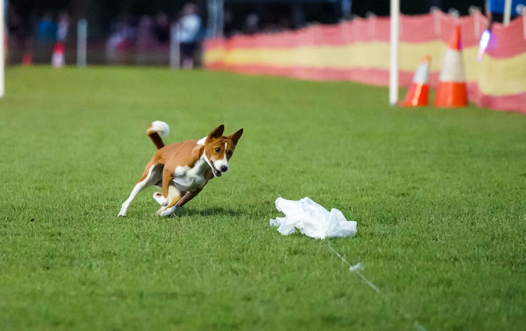 Glendawn Basenjis