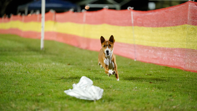 Glendawn Basenjis