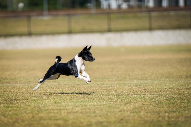 Glendawn Basenjis