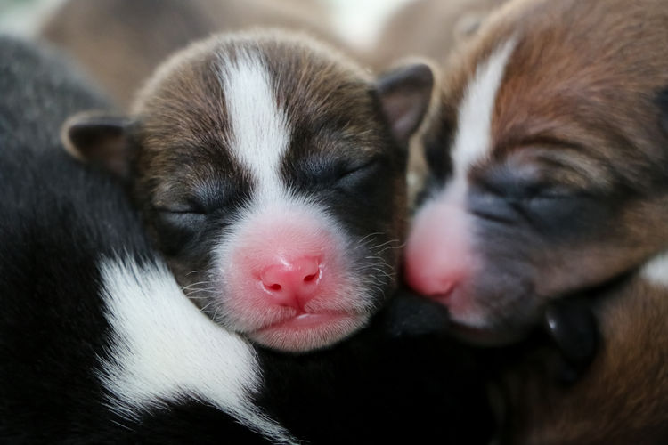 Glendawn Basenjis