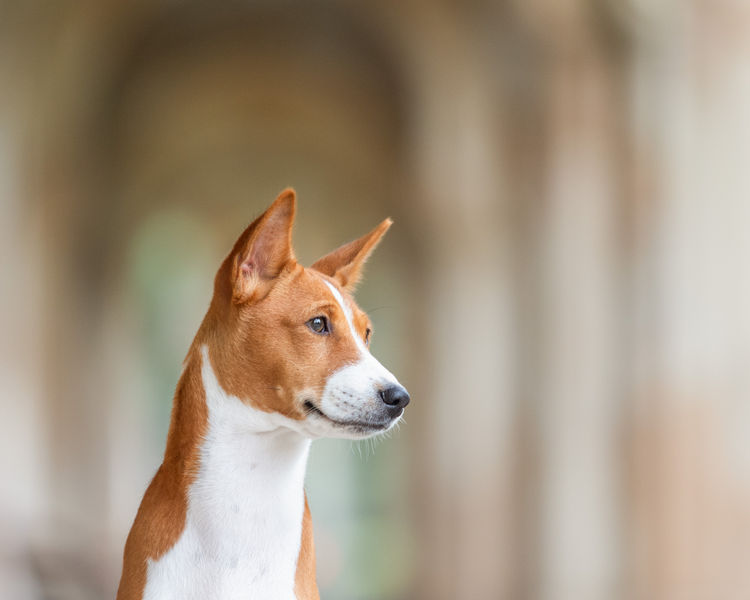Glendawn Basenjis
