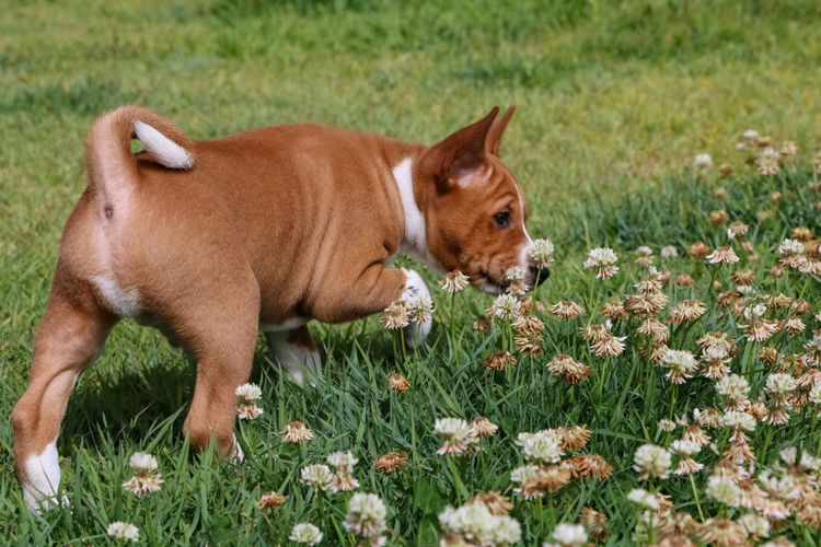 Glendawn Basenjis