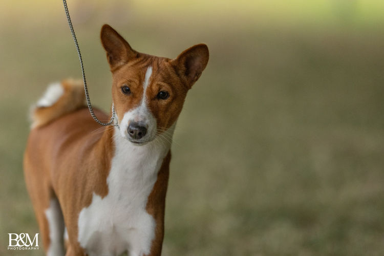 Glendawn Basenjis