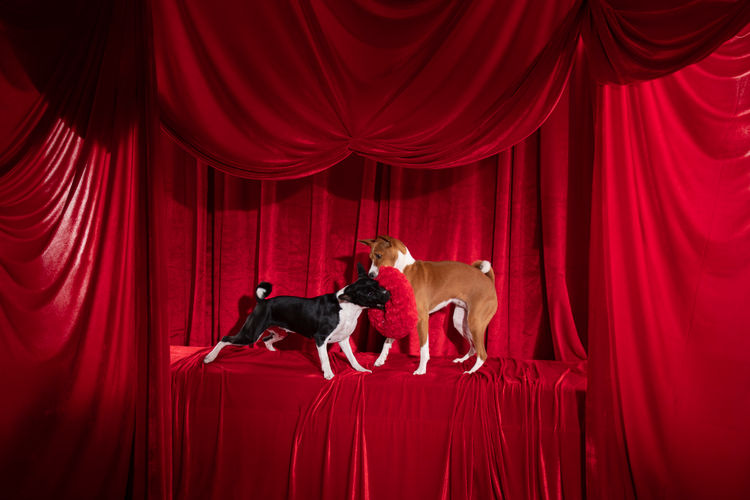 Glendawn Basenjis