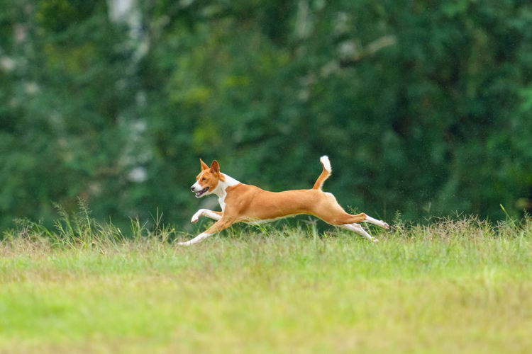 Glendawn Basenjis