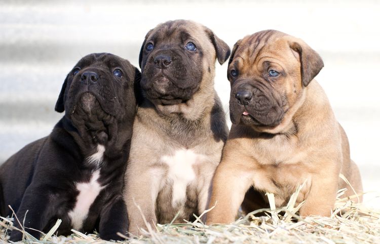 Venatio Cane Corso