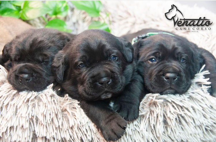 Venatio Cane Corso