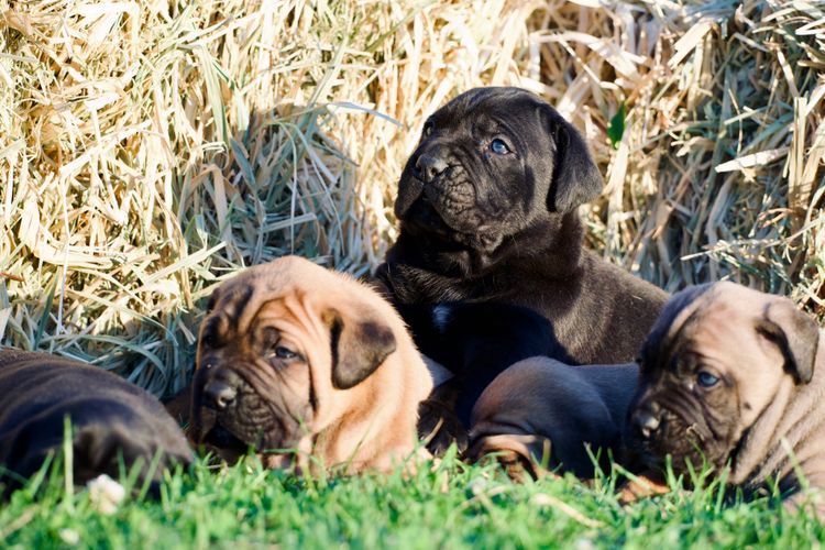 Venatio Cane Corso