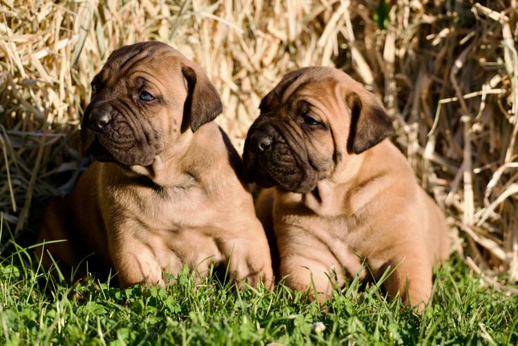Venatio Cane Corso