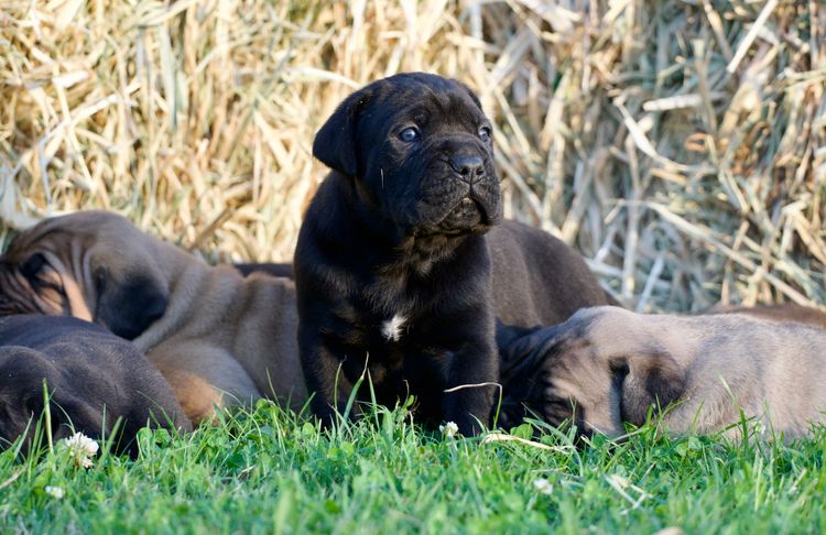 Venatio Cane Corso