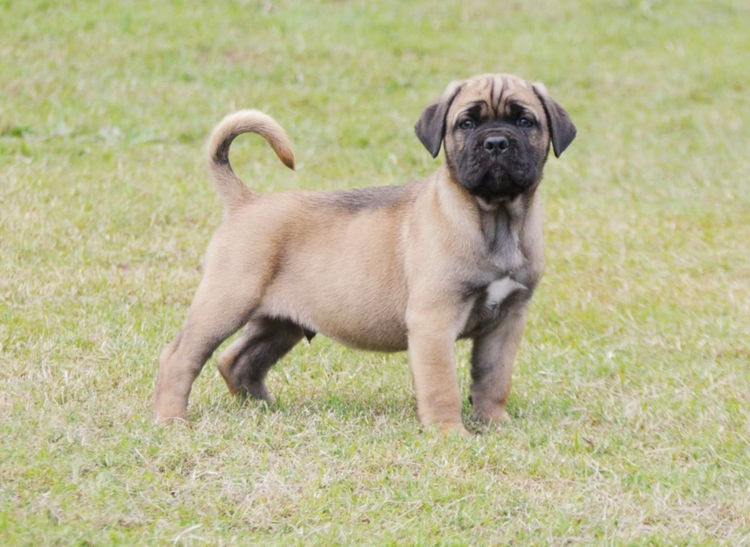 Venatio Cane Corso