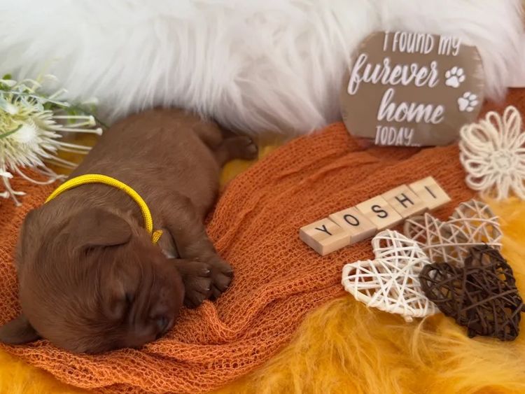 MayBelDREAM CAVALIERS ~  ANKC Dogs Australia