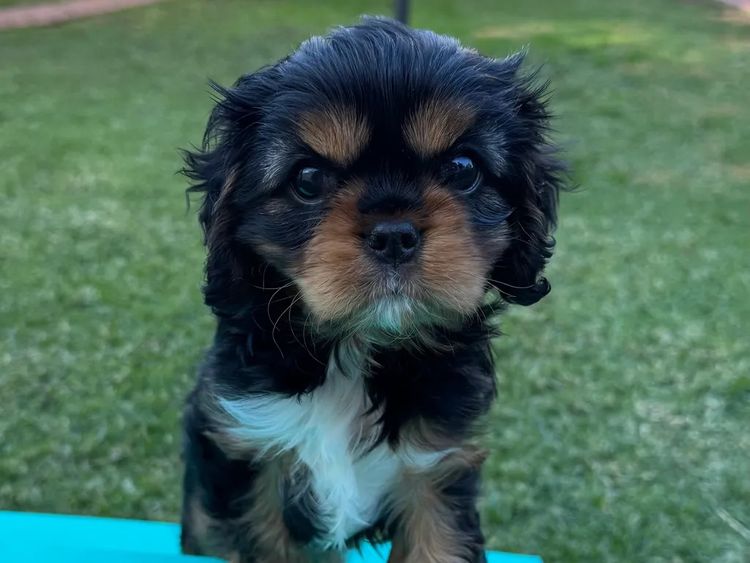 MayBelDREAM CAVALIERS ~  ANKC Dogs Australia