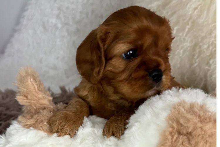 MayBelDREAM CAVALIERS ~  ANKC Dogs Australia