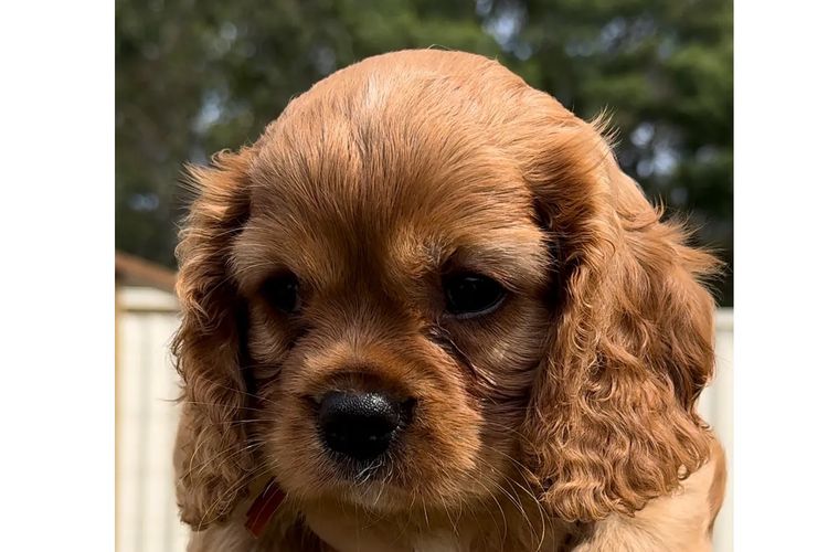 MayBelDREAM CAVALIERS ~  ANKC Dogs Australia