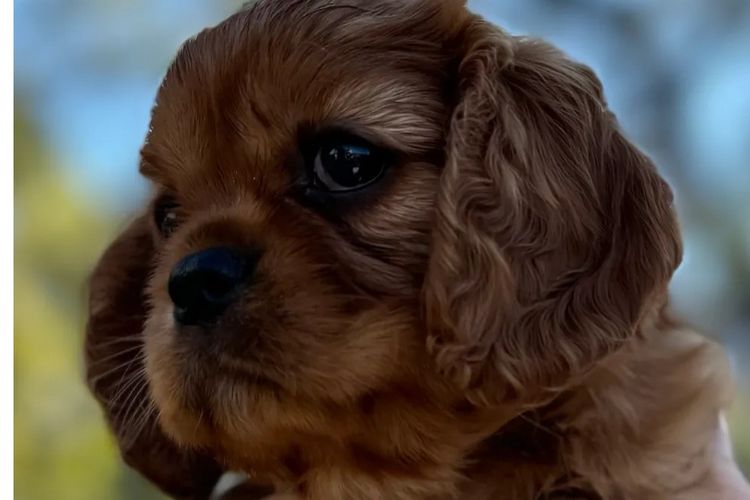 MayBelDREAM CAVALIERS ~  ANKC Dogs Australia