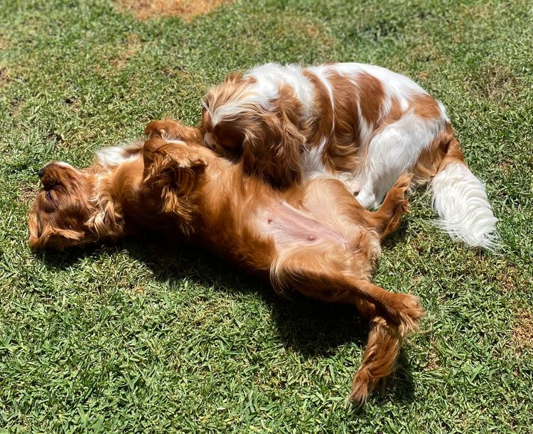 MayBelDREAM CAVALIERS ~  ANKC Dogs Australia
