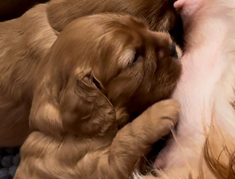 MayBelDREAM CAVALIERS ~  ANKC Dogs Australia