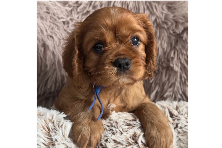 MayBelDREAM CAVALIERS ~  ANKC Dogs Australia