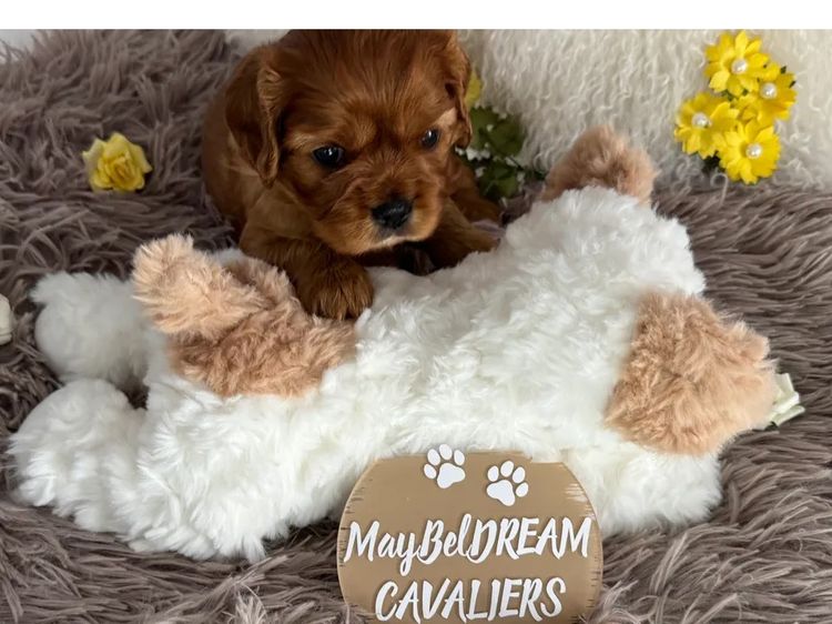 MayBelDREAM CAVALIERS ~  ANKC Dogs Australia