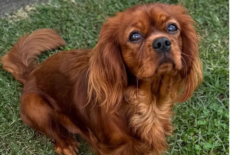 MayBelDREAM CAVALIERS ~  ANKC Dogs Australia