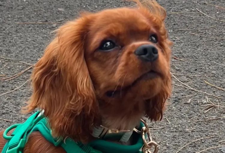 MayBelDREAM CAVALIERS ~  ANKC Dogs Australia