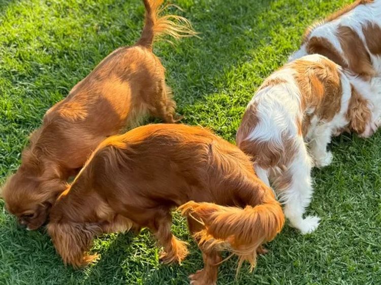 MayBelDREAM CAVALIERS ~  ANKC Dogs Australia