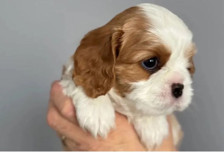 MayBelDREAM CAVALIERS ~  ANKC Dogs Australia